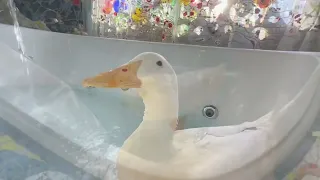 I took my duck to Luna Parc 🎨
