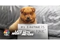 Download Lagu Extreme Dog Shaming: \