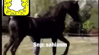 بعض العرب حبه يوردك الجنون قصايد خيل أجمل كلمات 