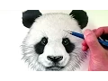 How to Draw a Panda Bear