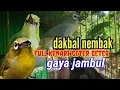 Download Lagu pleci Dakbal nembak kenari