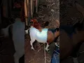 Lagu WAHALLA BOHAZZZ 🤣🤣🤣🤣 #viralvideo #animals #funny #shortvideos #shortsvideo #comedy