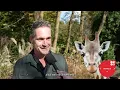 Download Lagu Wereld Dierendag 2025 - GaiaZOO