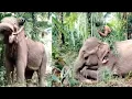 Download Lagu Jungle -man-life -stile -