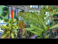 Uncommon Houseplants Plant Shopping at a Local Plant Shop