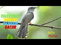 Download Lagu SUARA PANCINGAN BURUNG KEDASIH AMPUH