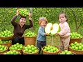Download Lagu Harvesting 1000kg+ Giant Green Apples from the Orchard to Sell at the Fruit Market with my Children
