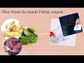 Download Lagu Obat Wasir Berdarah Paling Ampuh