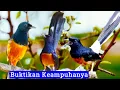 Download Lagu Suara pikat murai batu paling ampuh || betina kombinasi jantan 100% terbukti