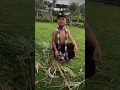 Download Lagu Dot Nyentana,beli nyak Demi luh putu