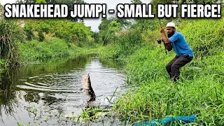 🎣=THE ULTIMATE FROG BAIT SNAKEHEAD STRIKES ! 🐸 FROG BAIT + HUNGRY SNAKEHEAD = CRAZY STRIKE 🐟🐟🐟🌿
