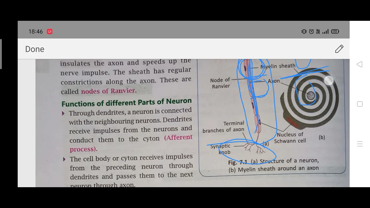 Class 7/Chapter 7/Nervous System/Part 1