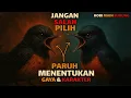Download Lagu Jangan Salah Pilih! Paruh Murai Batu Menentukan Gaya Main \u0026 Karakter Suara