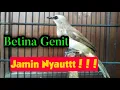 Download Lagu Suara Trucuk Betina Minta Wikwik Trucuk-an Mu Bakal Langsung Gacor