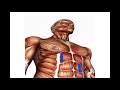 What are the rectus abdominis and external oblique muscles