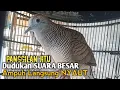 Download Lagu Perkutut Lokal GACOR suara Besar Ampuh memanggil Lawan EMOSI MANGGUNG PANCINGAN PERKUTUT LOKAL