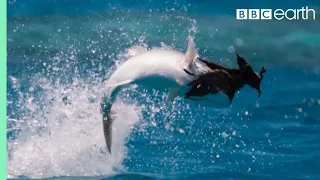 Download Fish Vs Bird | Blue Planet II | BBC Earth MP3