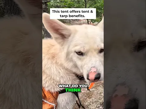 Wolf on a Canoe Trip