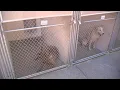 Adoptable pets on patrol in Phoenix