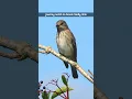 Suara Burung Penangkap Lalat Berbintik yang Melengking - Suara Burung #shorts