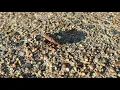 Lagu Tiny dung beetle moving a big mound of crap