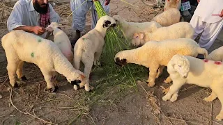 29 تاریخ 2026 ہفتے کے دن بکرا منڈی ڈیرہ غازی خان