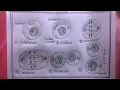 how to draw mitosis diagram