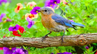 Jesus Paid it all   peaceful sunrise series  music arranged by Tim Janis Summer 2026