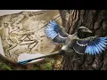 Lagu The Lost World of Feathered Dragons \u0026 First Mammals: A New Prehistory