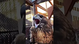 الصقر ضد النسر اغرب اصوات الطيور اصوات مرعبة للطيور اكسبلور اشتراك لايك 