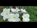 Ance & Pance - Demi Kau Dan Si Buah Hati (Official Lyric Video)