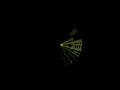 Thrown by Kiasmos Visualizer