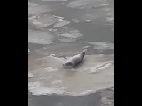 A seal waves from an ice patch on the Hudson River