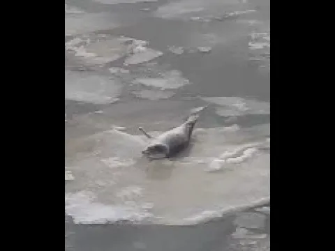 A seal waves from an ice patch on the Hudson River