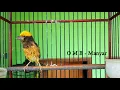 Download Lagu burung Manyar APAPUN Pasti nyaut GACOR dengan Suara burung MANYAR NGALAS GACOR