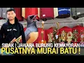 Download Lagu TRENDING ! SUPER MEWAH JAWARA BURUNG KEMAYORAN PUSATNYA MURAI BATU LOMBA LATBER LATPRES EVENT 