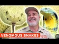 Handling the 6th Most Venomous Snake in the World - The King Cobra