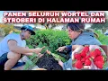 Download Lagu 🥕🍓PANEN SELURUH WORTEL DAN STROBERI DIHALAMAN RUMAH 🥕🍓