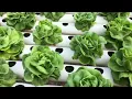 Is that salad safe to eat How to keep germs out of your leafy greens