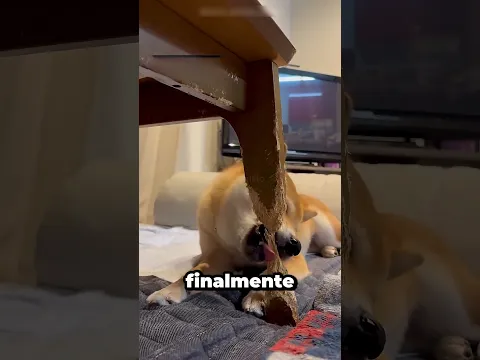 🐶 Este perro pasó 6 horas destruyendo el sofá 😂