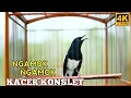 Download Lagu SUARA KACER KONSLET PALING DI CARI || KACER BAHAN AUTO NYAUT