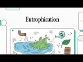 Eutrophication Explained Algal Blooms Dead Zones and Water Pollution