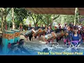 Download Lagu GENDANG BELEQ PUTRA MANDIRI DASTER TARIAN VARIASI PENDATANG DEPAN GB PASU LIVE KEBON BELEK NARMADE
