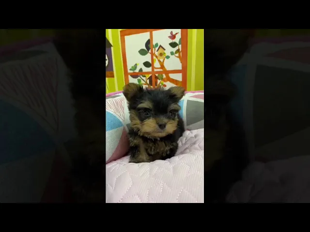 動画
