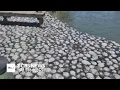 Dead horseshoe crabs piling up in Ocean City canal prompting town to seek state s help
