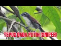 ‼️🔴 SUARA BURUNG SNIPER / TEPUS DADA PUTIH. MASTERAN SUARA JERNIH 🔴‼️
