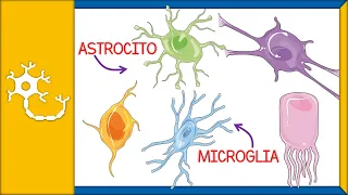 CÉLULAS GLIALES - histología, tipos, funciones y barrera hematoencefálica | Ep. 2