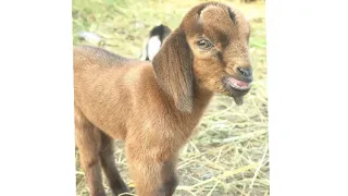 صغير الماعز Small Goat  صغير الماعز Small Goat