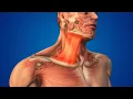Human Body with right side Platysma Muscle pain stock footage stock Cinefootage