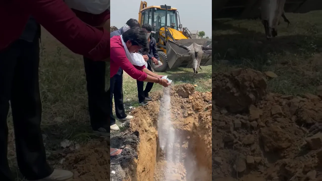 गाय 🐄 की अतिम यात्रा